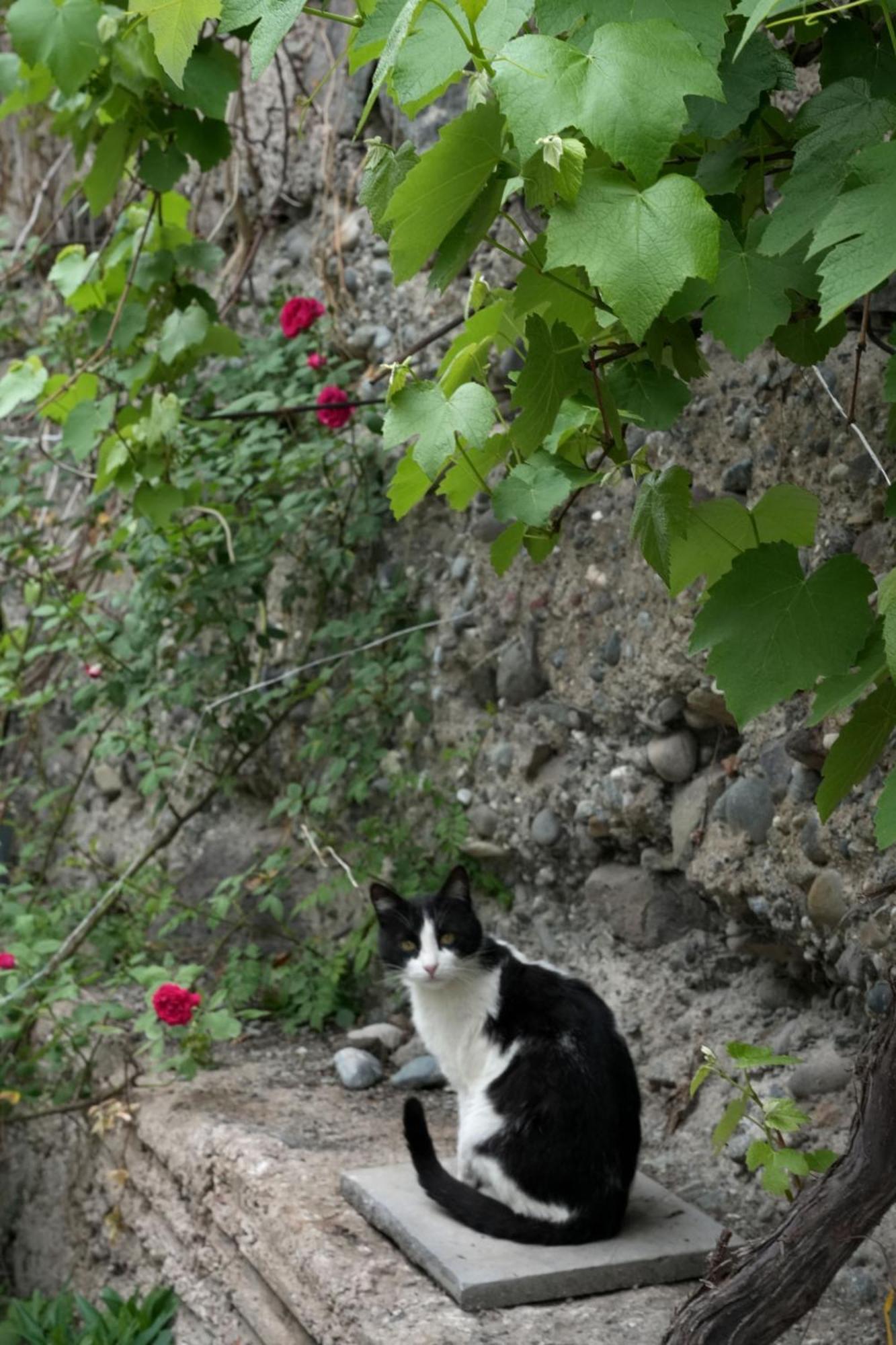 Iris In Debed Canyon Bed & Breakfast 2*
